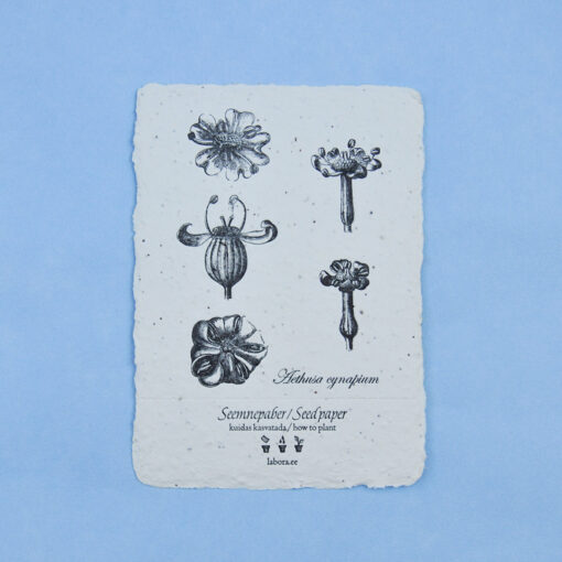 Aethusa cynapium postcard seedcard