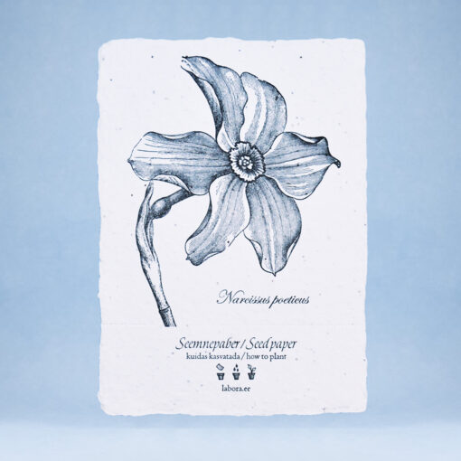 Narcissus poeticus