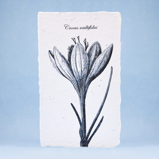 Crocus multifidus