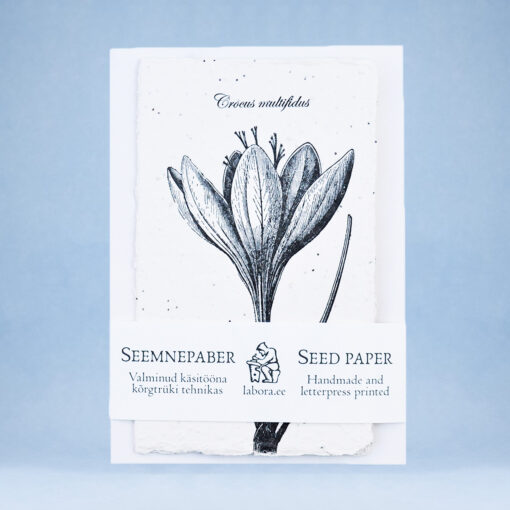 Crocus multifidus - Image 3
