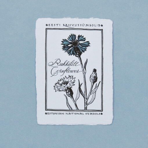 Cornflower Postcard
