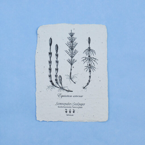 Equisetum Arvense postcard seedcard