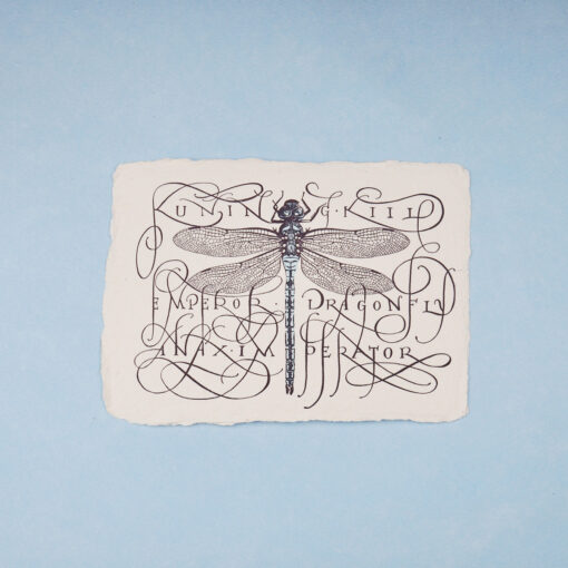 Emperor dragonfly illustration postcard