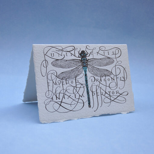 Dragonfly Postcard Greeting card