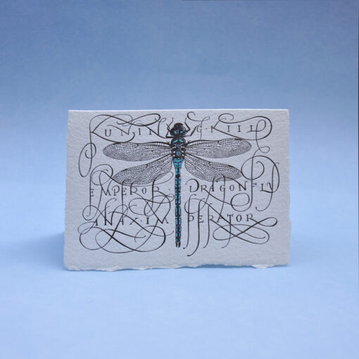 Dragonfly Postcard Greeting card