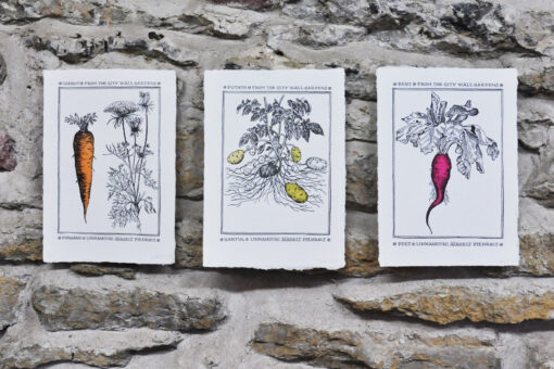 Beet from the City Wall Gardens - Art Print (A4) - Image 4