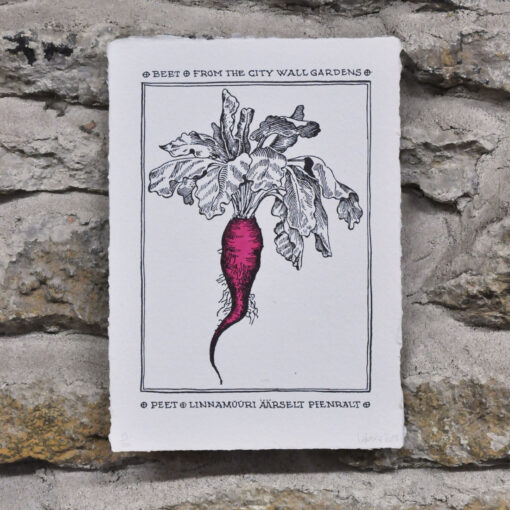 Beet from the City Wall Gardens - Art Print (A4)