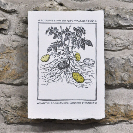 Vegetables from the City Wall Gardens (Set of 3 Art Prints) - Image 4