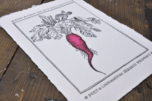 Beet from the City Wall Gardens - Art Print (A4) - Image 2