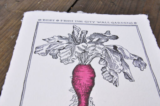 Beet from the City Wall Gardens - Art Print (A4) - Image 3