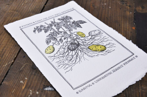 Vegetables from the City Wall Gardens (Set of 3 Art Prints) - Image 6