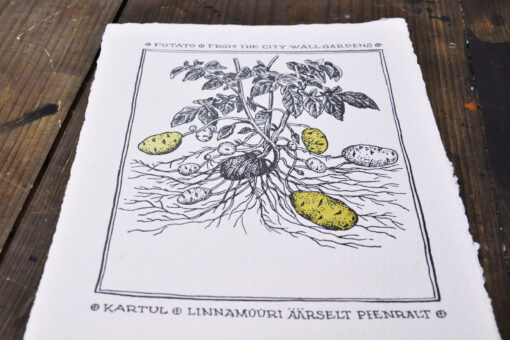 Potato from the City Wall Gardens - Art Print (A4) - Image 3