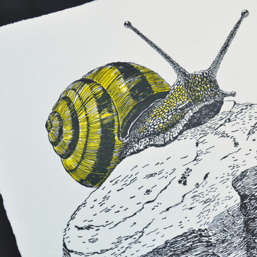 Grove Snail - Art Print (A3) - Image 2