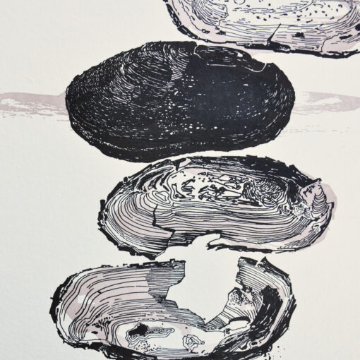 Freshwater Pearl Mussel - Art Print (A3) - Image 2