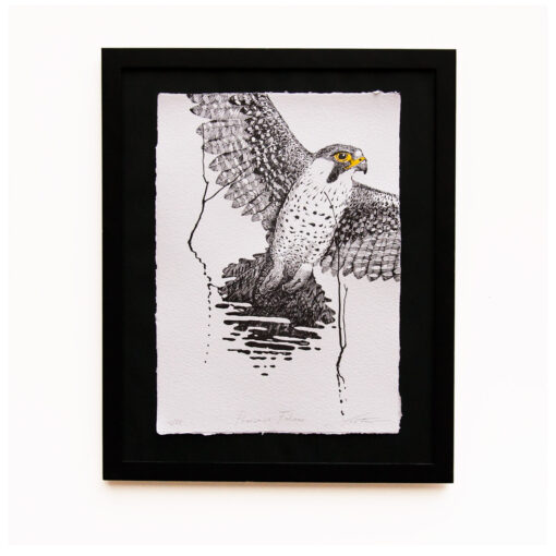 Peregrine Falcon - Art Print (A3)