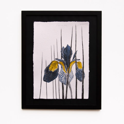 Siberian Iris - Art Print (A3)