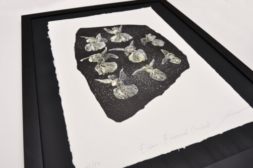 Elder-Flowered Orchid - Art Print (A3) - Image 3