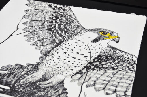 Peregrine Falcon - Art Print (A3) - Image 2