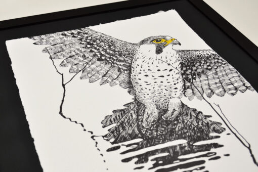 Peregrine Falcon - Art Print (A3) - Image 3