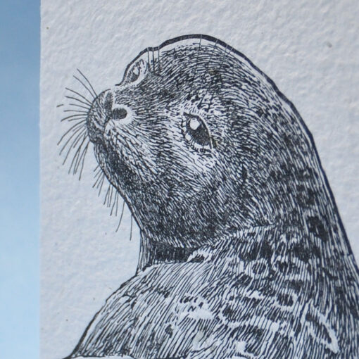 Ringed Seal - Image 2