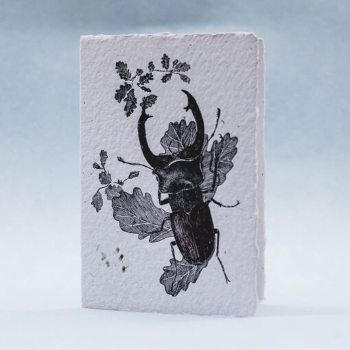 Stag Beetle