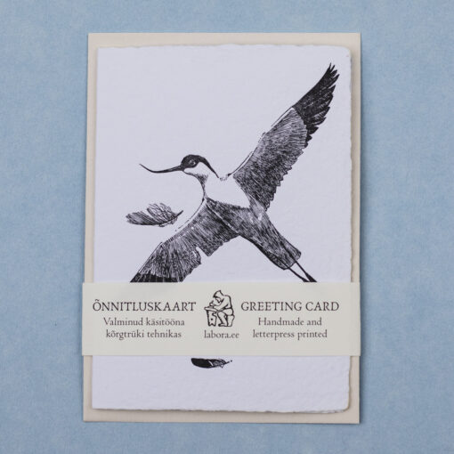 Pied Avocet - Image 3