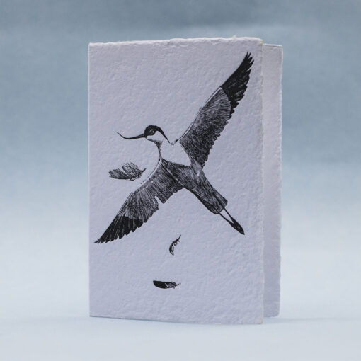 Pied Avocet