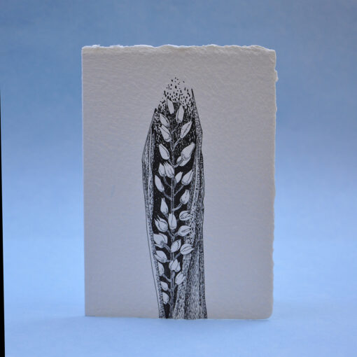 Narrow-Leaved Helleborine Postcard Greeting card