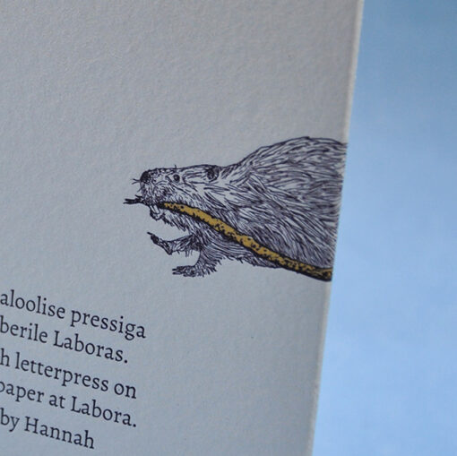 Beaver - Image 5
