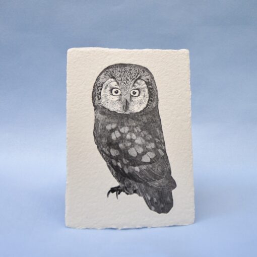 Boreal owl