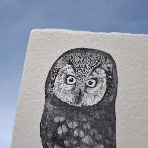 Boreal owl - Image 3