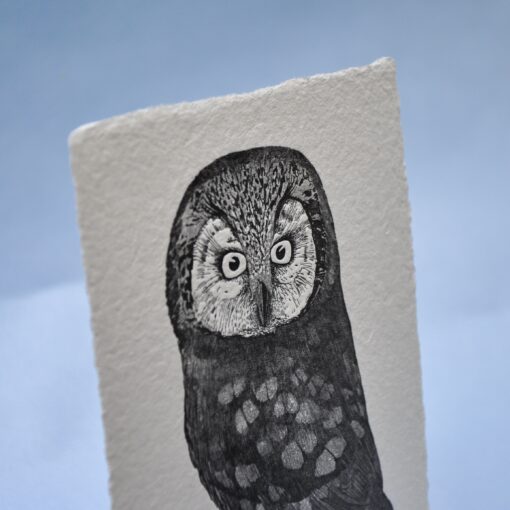 Boreal owl - Image 2
